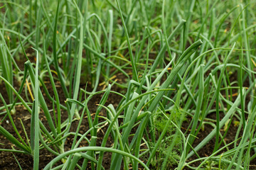 Fototapeta na wymiar cultivation of green onion, farm salt