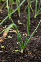 cultivation of green onion, farm salt