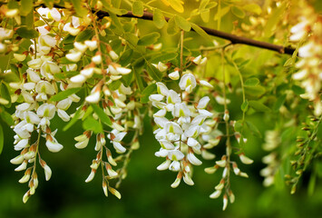 White acacia flowers on a branch. White acacia in the park. High quality photo