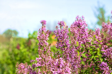 Flowering spring lilac against blue sky background. High quality photo