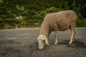 Fototapeta premium Sheep on small road near Soca river valley in summer hot blue sky day
