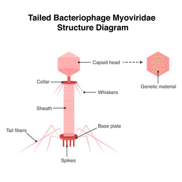 Tailed bacteriophage Myoviridae structure diagram