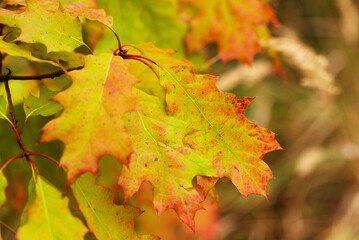 Close-up autumn background with colored oak leaves
