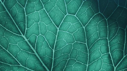 Fotobehang Plant blad structuur close-up. Mozaïekpatroon van cellenzenuw en aders. Abstracte achtergrond op plantaardig thema. Prachtige natuur achtergrond. Groen-blauw getint behang. Mierikswortel bladstructuur. macro © Deacon docs