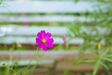 Natural rustic background with pink Cosmos flower