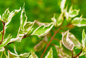 Fototapeta na wymiar Natural green background with green decorative leaves