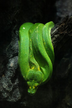 green tree python