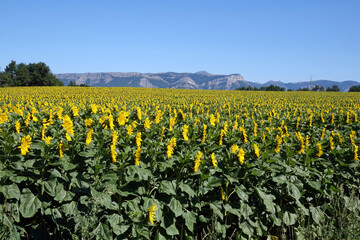 Fototapeta na wymiar Sonnenblumen in der Provence