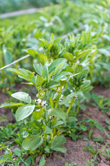 Young bean seedlings planted on a garden bed.