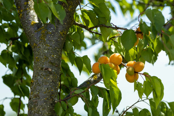 Branch of the ripe sweet appetizing blushing orange  apricots on the orchard tree. Nature organic closeup background. The sun shining on. Harvest fruit time. Harvest concept on farm against blue sky