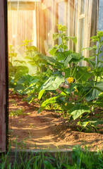 Young cucumber seedlings in the greenhouse are illuminated by the sun.