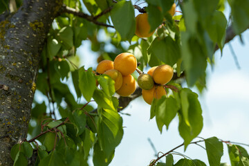 Branch of the ripe sweet appetizing blushing orange  apricots on the orchard tree. Nature organic closeup background. The sun shining on. Harvest fruit time. Harvest concept on farm against blue sky