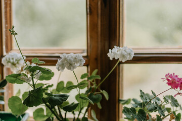 Naklejka na ściany i meble White blooming geranium flower on the old unpainted wooden frame with windowsill. Potted plant in old vintage building during summer. Traditional window of old abandoned rough house in Ukraine