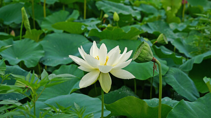 lotus and lotus leaves in the lotus field