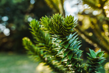 Coniferous evergreen plant with short thick leaves