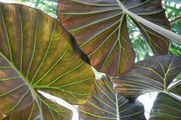 Dark color and yellow vein of the bottom leaf of Alocasia Regal Shield