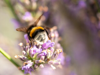 Hard Working close up bumblebee at Lavender in bokeh style