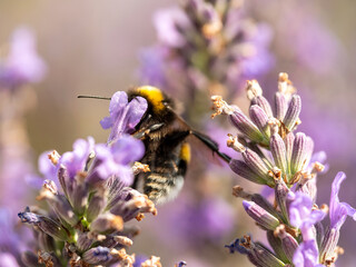 Hard Working close up bumblebee at Lavender in bokeh style