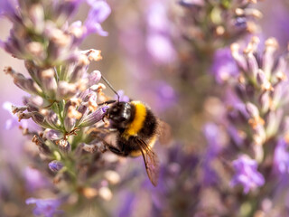 Hard Working close up bumblebee at Lavender in bokeh style