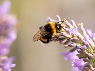 Hard Working close up bumblebee at Lavender in bokeh style