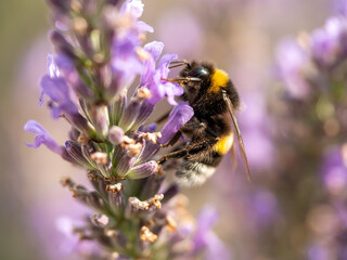 Hard Working close up bumblebee at Lavender in bokeh style
