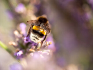 Hard Working close up bumblebee at Lavender in bokeh style