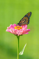 Orange monarch butterfly perched on pink zinnia flower with green background 