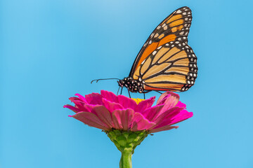 Orange monarch butterfly perched on hot pink zinnia flower with sky blue background