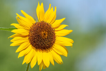 Obraz premium Closeup of blooming sunflower in field