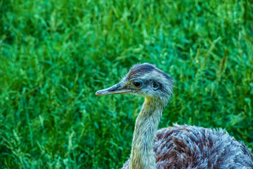 Darwin's rhea, Rhea pennata also known as the lesser rhea. It is a large flightless bird, but the...
