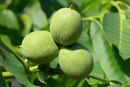 Waln&uuml;sse wachsen am Baum