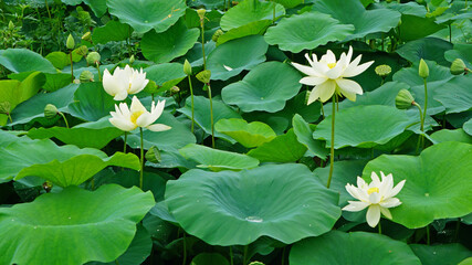 lotus and lotus leaves in the lotus field