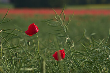 Red poppy flowers against a green rape field in daylight.