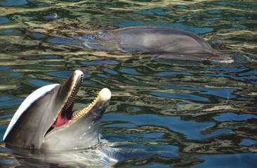 delfin © JuanPablo