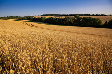 Wheat field under blue sky. Rich harvest theme. Rural landscape with ripe golden wheat. The global...