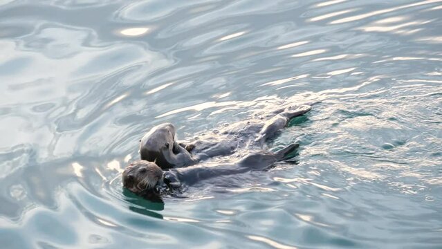 Cute furry sea otter family, two marine mammal, adorable cuddly wild aquatic animal swimming in ocean water, California coast wildlife, USA fauna. Funny small paws or hands. Couple or pair eating.
