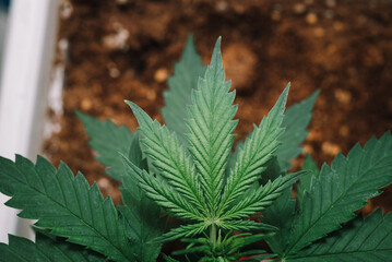 Organic cannabis, hemp, marijuana plants under grow light indoor farm, Herbal pharmaceutical laboratory and research for alternative herb medicine.