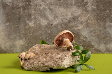 natural style. stone, mushroom and twig leaves. Still life for products presentation