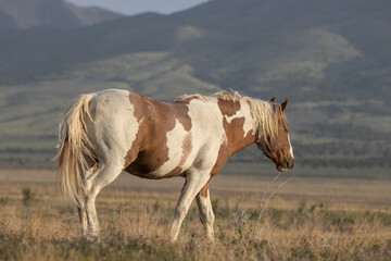 Beautiful Wild Horse in the Utah Desert