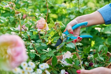 Hands of woman caring for rose bush in garden