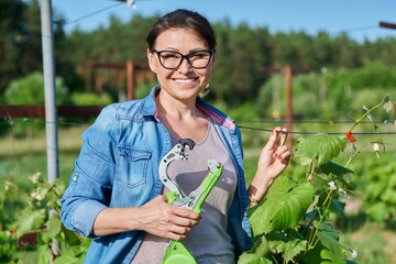 Woman gardener farmer making garter of vine bushes in vineyard using professional equipment