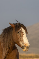 Beautiful Wild Horse in the Utah Desert