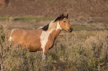 Naklejka na ściany i meble Beautiful Wild Horse in the Utah Desert