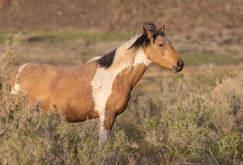 Naklejka na ściany i meble Beautiful Wild Horse in the Utah Desert