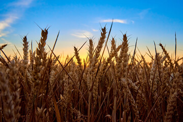 Golden field with ripe wheat ears at sunset, Food crisis and world hunger concept, Growing wheat sprouts closeup, Harwest problem