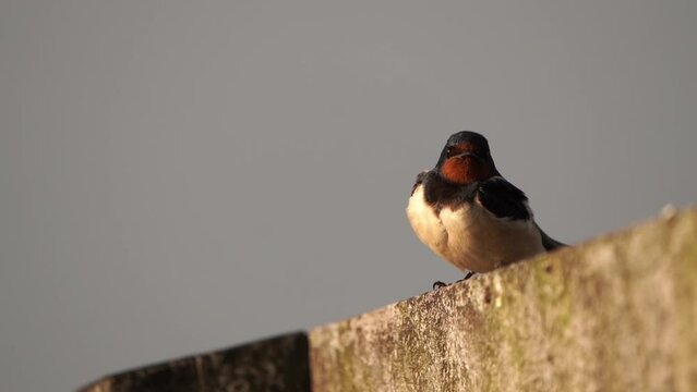 An adult Barn Swallow (Hirundo rustica) sitting on a fench - in slow motion