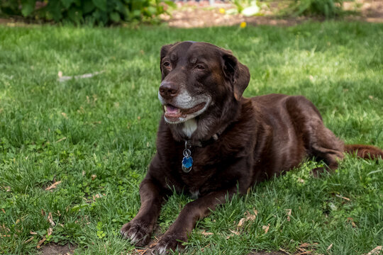 Aging chocolate labrador retriever dog laying in grass enjoying the outdoors