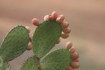 cactus with thorns
