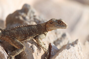 bearded dragon lizard