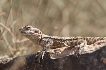 lizard on a tree